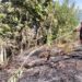 Personel Satuan Brimob Kompi 3 Berau turun ke lokasi untuk membantu memadamkan kebakaran hutan dan lahan (karhutla)
