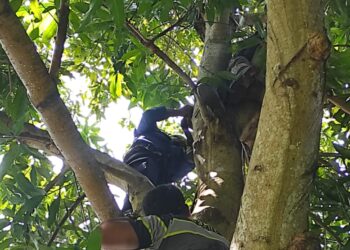 Pihak Damkar Bontang evakuasi pria di Bontang diduga mabok manjat pohon mangga