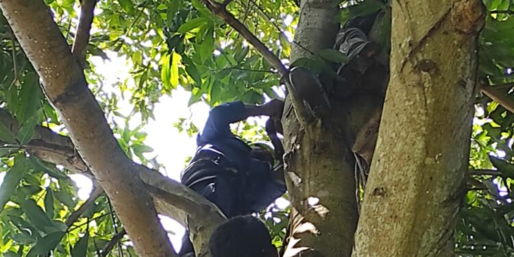 Pihak Damkar Bontang evakuasi pria di Bontang diduga mabok manjat pohon mangga