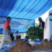 Badak LNG Latih Petani Bontang Ubah Limbah Jadi Kompos